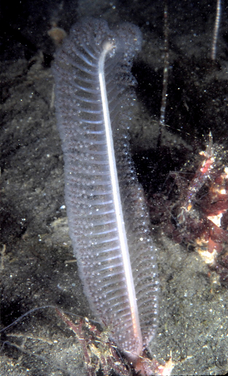 Stylatula elongata